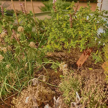 Baron Von Muenchhausen * Bodenwerder